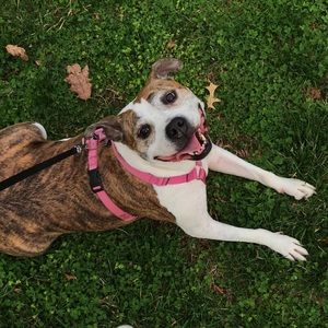 Meet your Posher, Abby